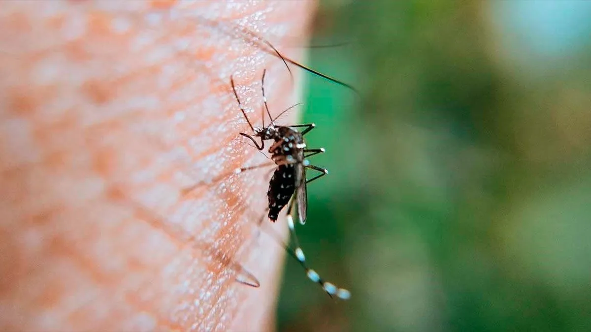 Chikungunya avanza en Santiago con 16 nuevos casos registrados en una semana