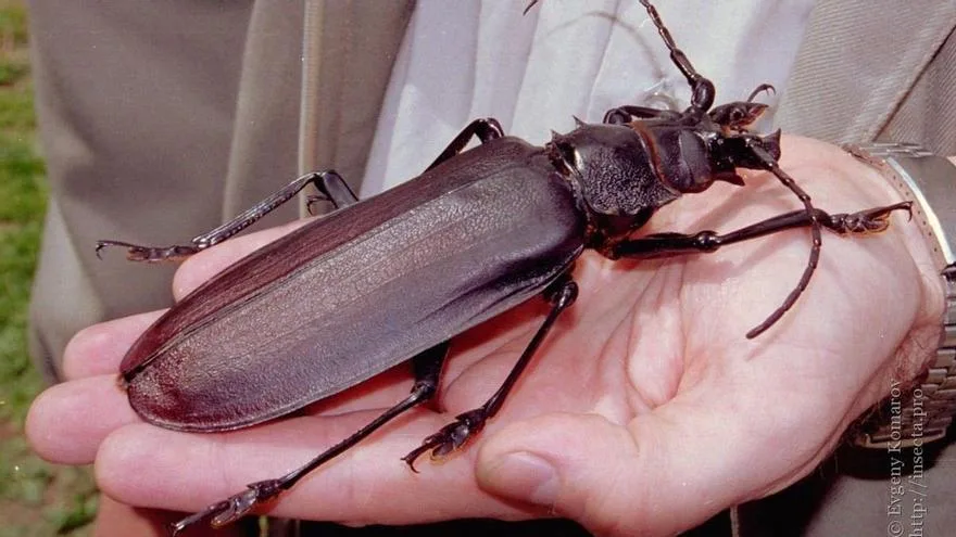 Los insectos más grandes del planeta alcanzan el tamaño de una mano