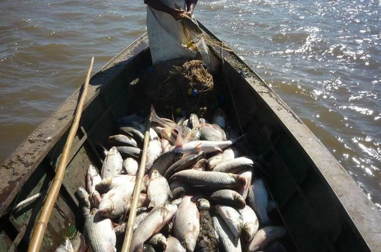 Autorizaron un aumento del cupo de pesca en el río Uruguay para frigoríficos y acopiadores entrerrianos