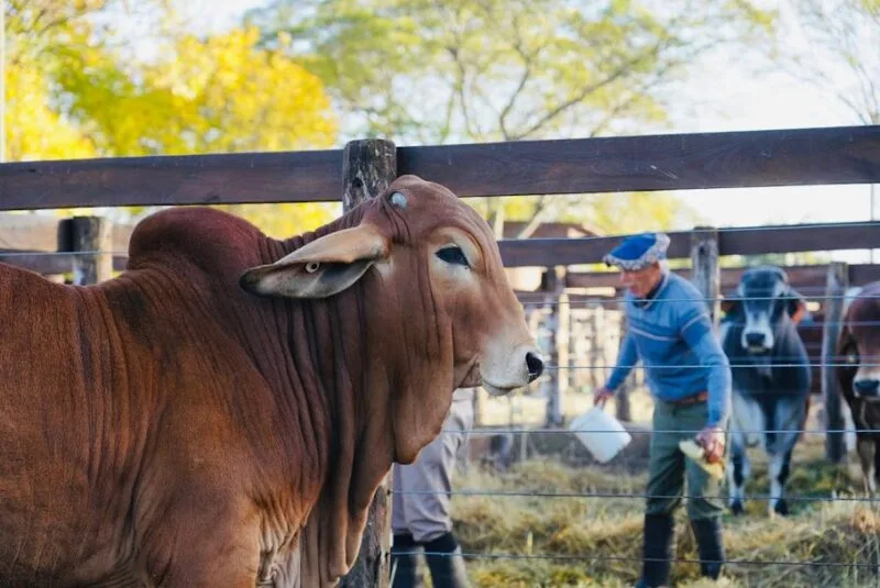 Comenzó en Corrientes una nueva edición de Las Nacionales con más de mil animales en exhibición