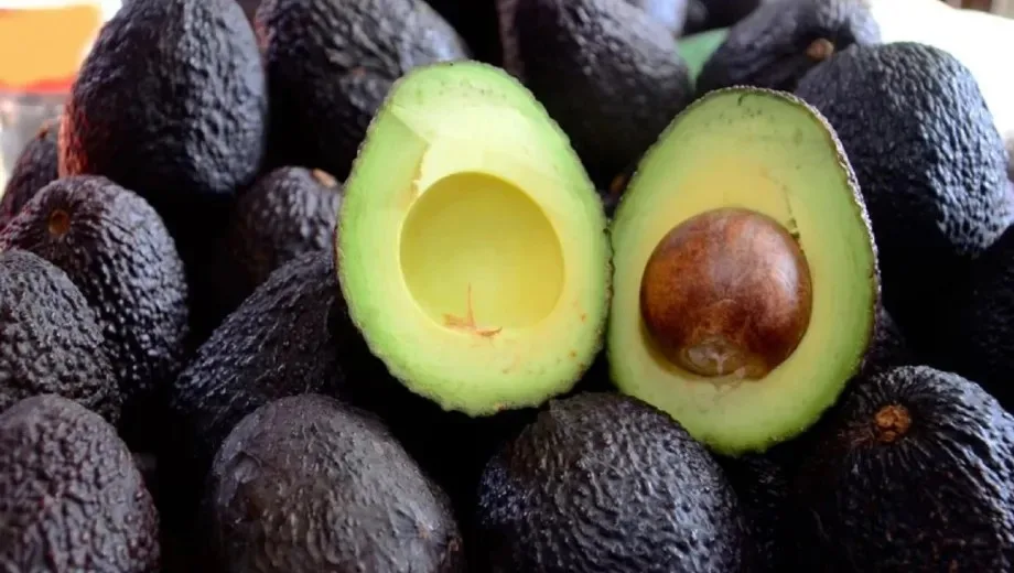 Cómo acelerar la germinación de la semilla de palta en agua con un método casero