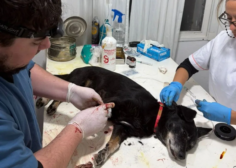 El Castramóvil sigue ofreciendo castraciones y atención veterinaria en el barrio San Isidro