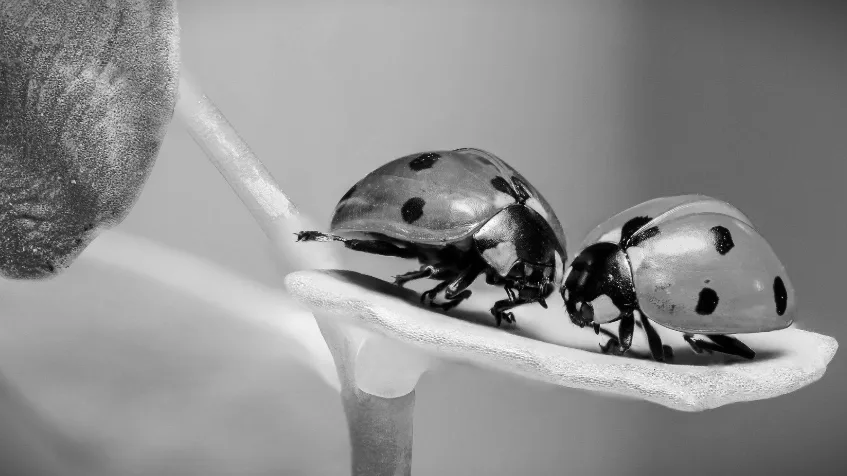 La conciencia animal se amplía: insectos podrían sentir dolor y emociones complejas