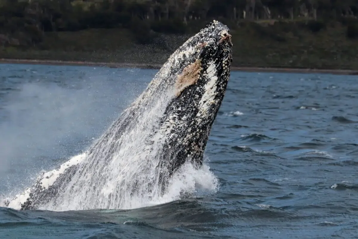 Las ballenas jorobadas retornan al Canal Beagle, recuperando su hábitat de alimentación