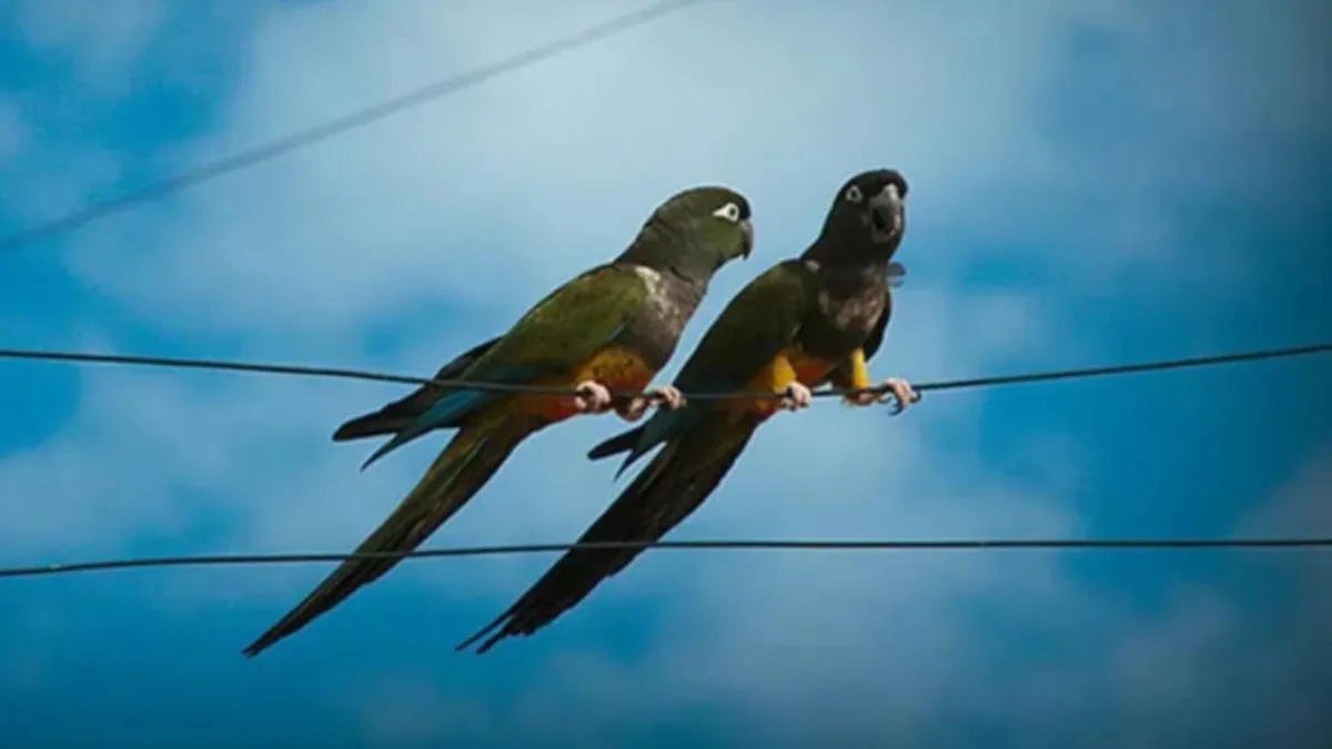 Loros barranqueros avanzan sobre ciudades de la Patagonia ante la pérdida de su hábitat natural