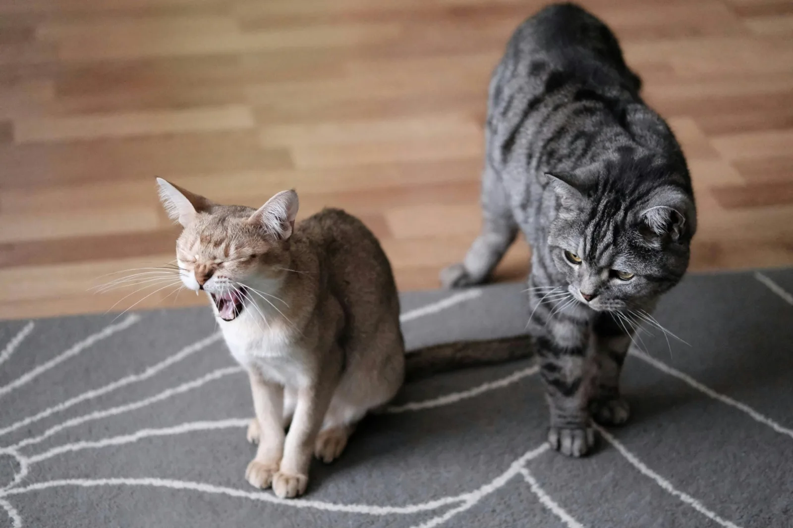 Nueva terapia con inyección podría casi duplicar la esperanza de vida de los gatos domésticos