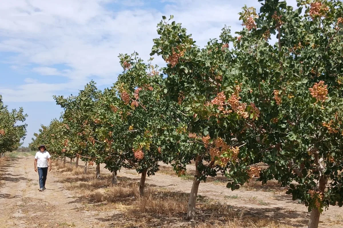 Productores abandonan el vino y apuestan a cerezas, pistachos y ganadería