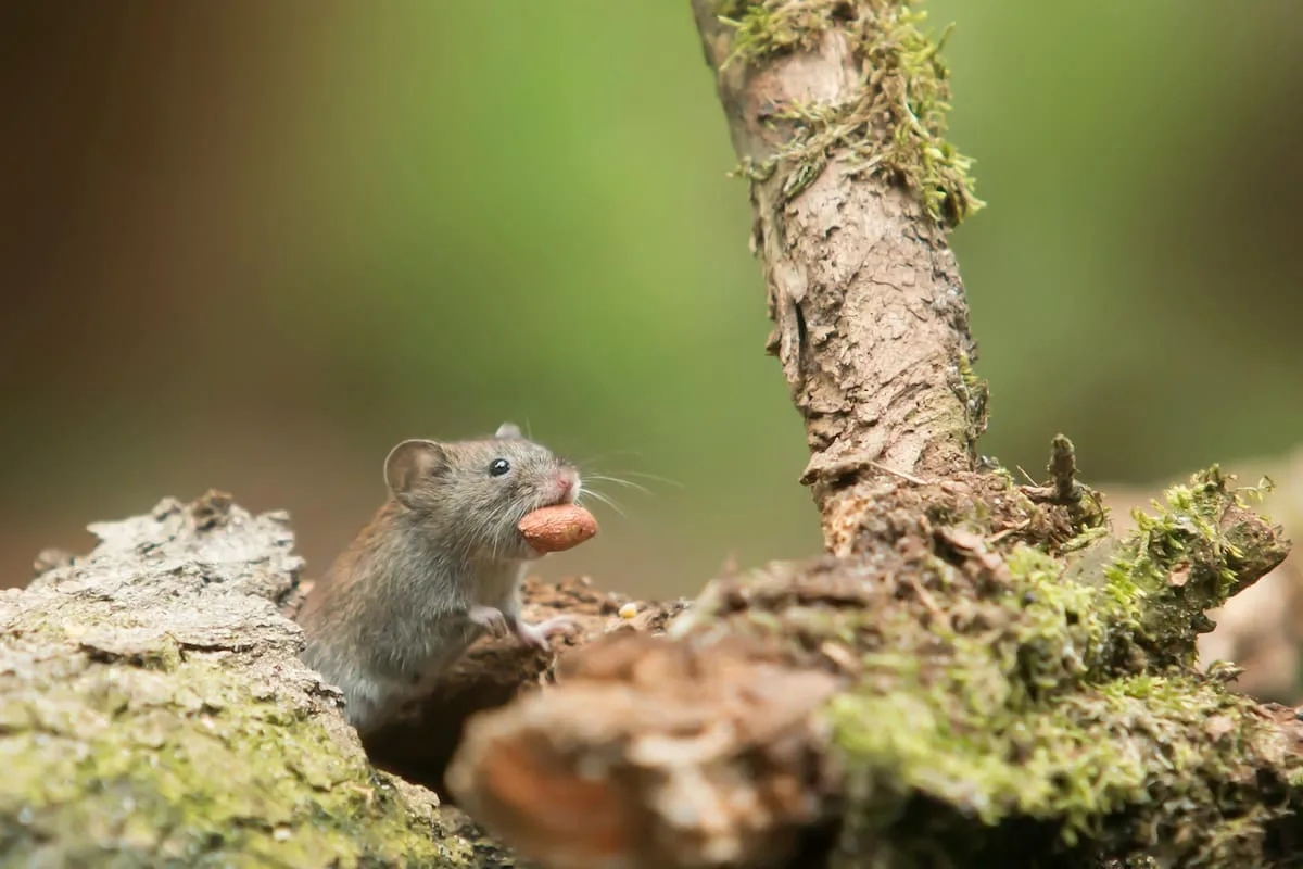 Qué es el hantavirus, la infección que causó muertes en pasajeros de un crucero desde Argentina