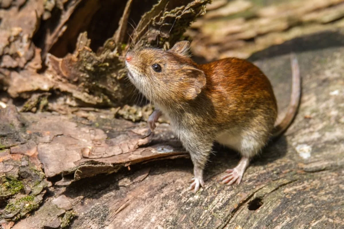 Tres pasajeros murieron por hantavirus en un crucero que partió desde Argentina