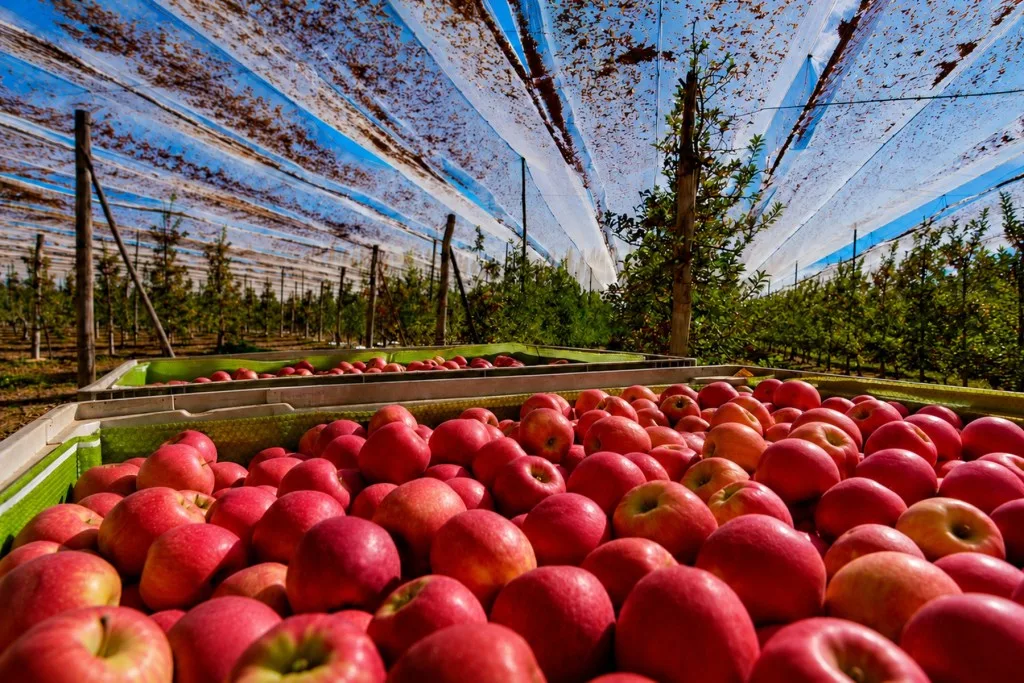 Zenitsu, la innovación que transformará la producción frutícola del Alto Valle