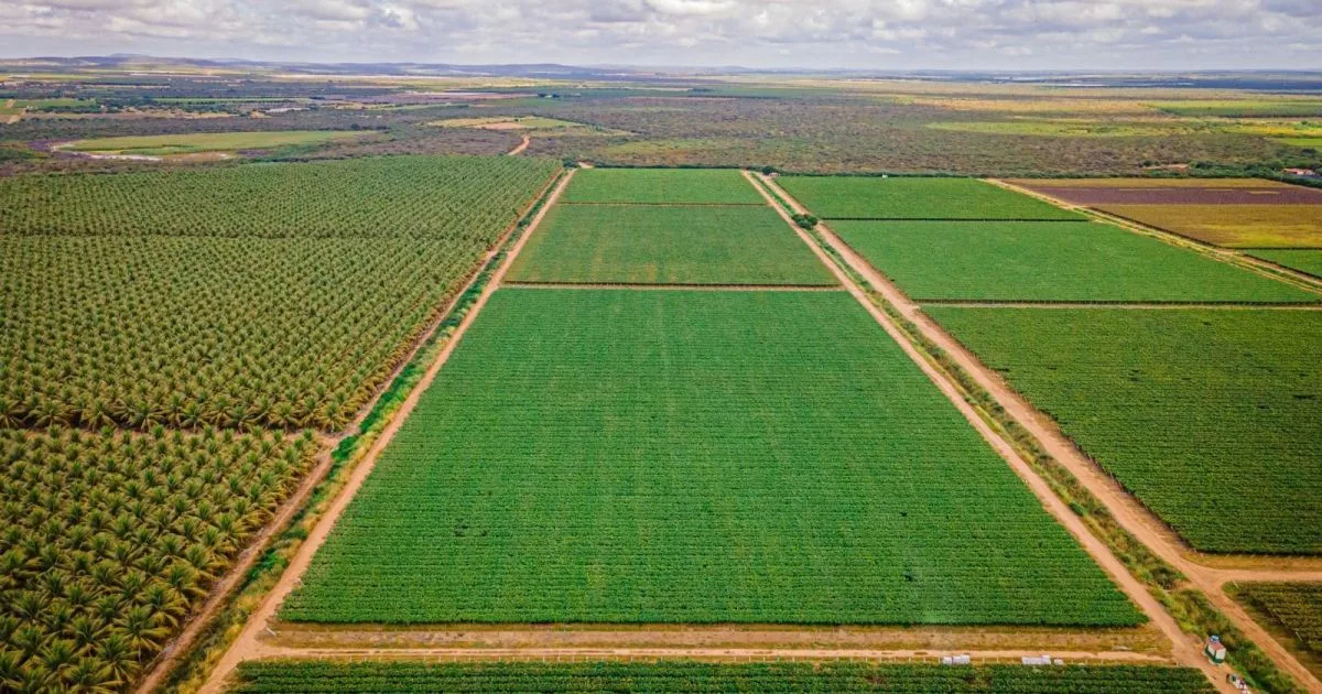 Aumentan las subastas de granjas confiscadas por la creciente deuda agrícola en Brasil