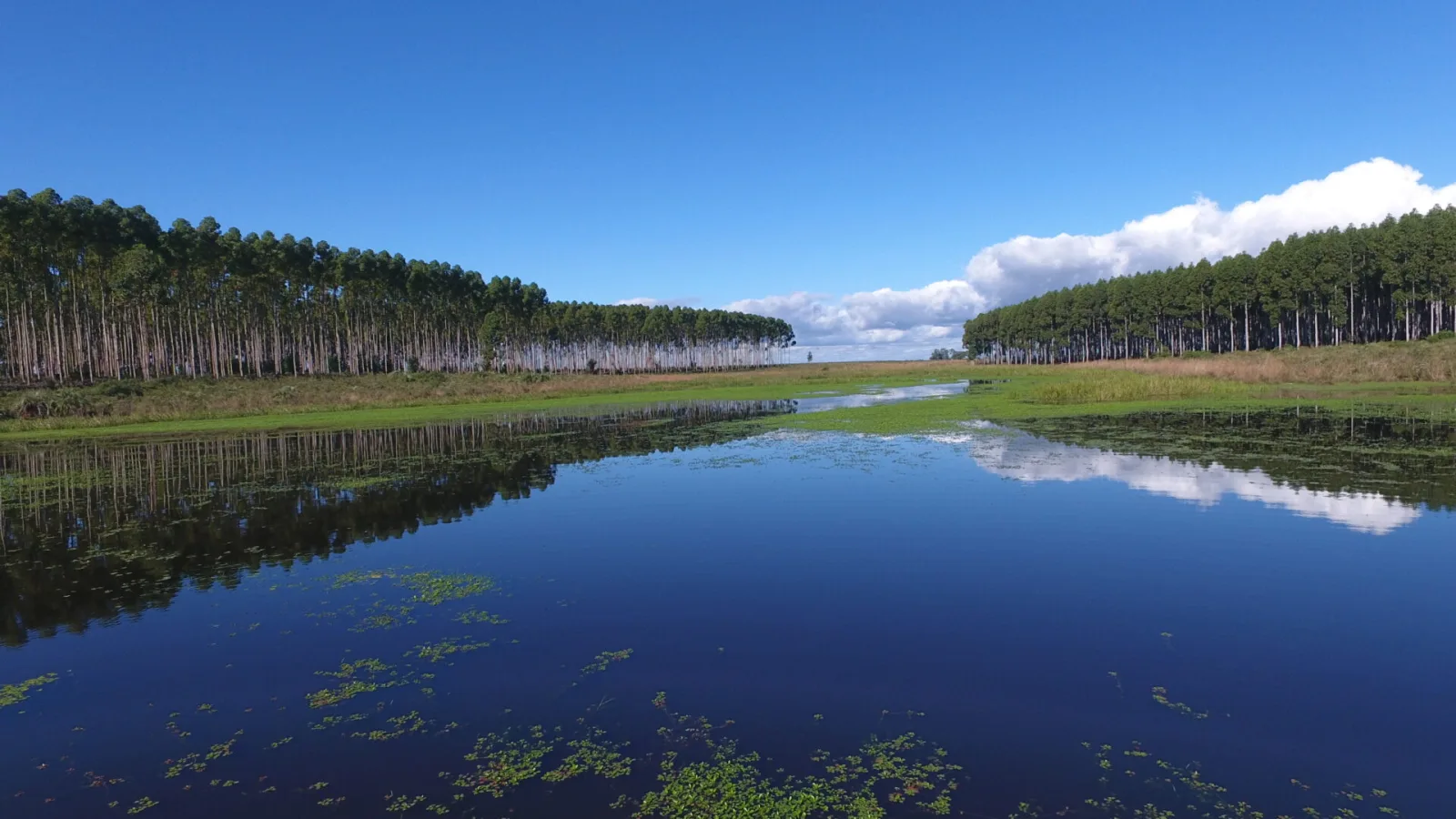 CPIA defiende el debate científico sobre el modelo forestal y cuestiona acusaciones de ecocidio