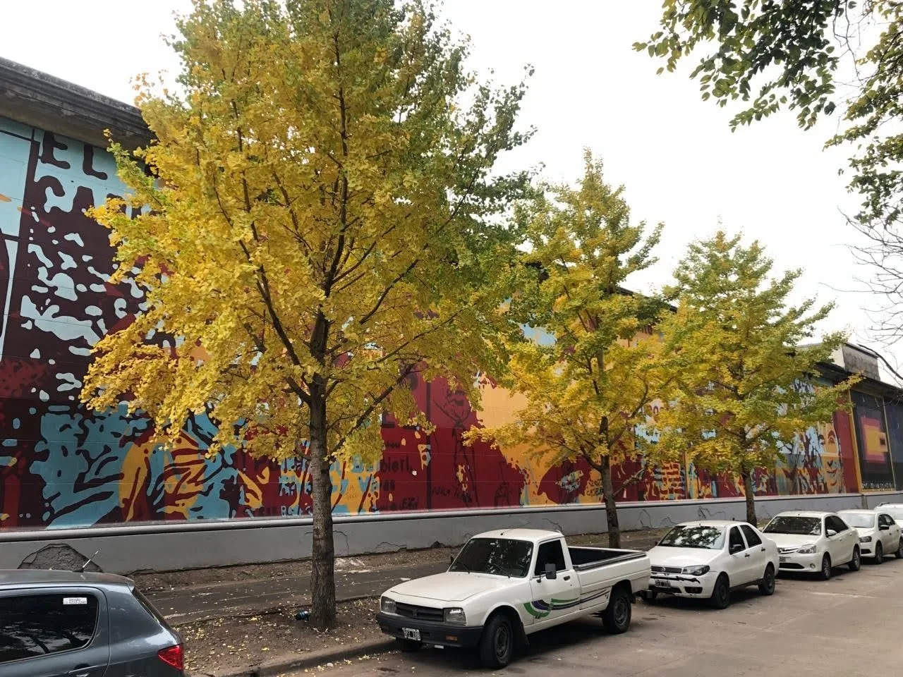 El ginkgo biloba ilumina Buenos Aires con su intenso color amarillo en otoño