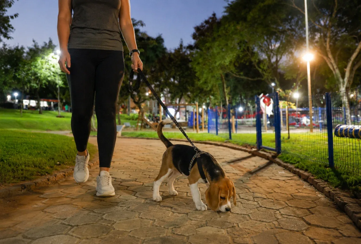 El olfato de los perros: una ventana invisible al mundo que nos rodea