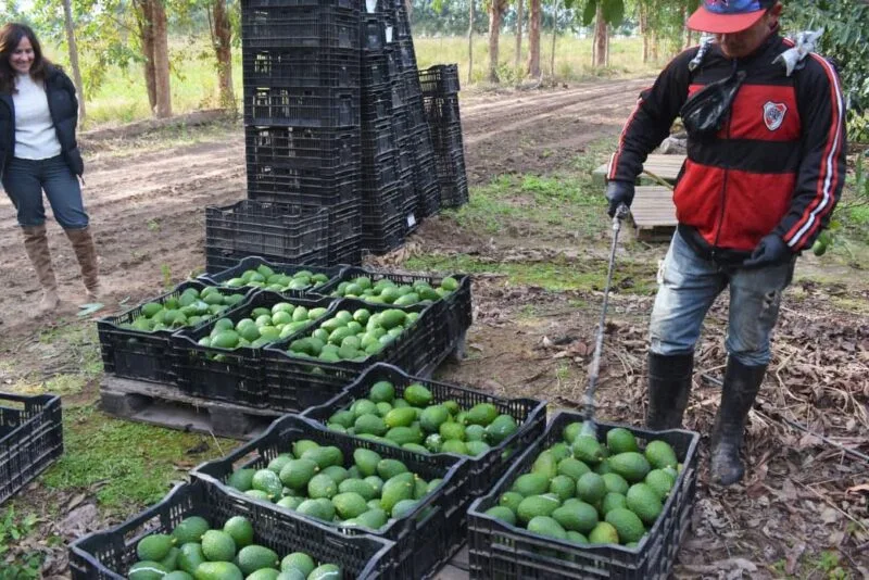 Empedrado impulsa la producción local de palta y mamón con apoyo estatal y tecnología avanzada