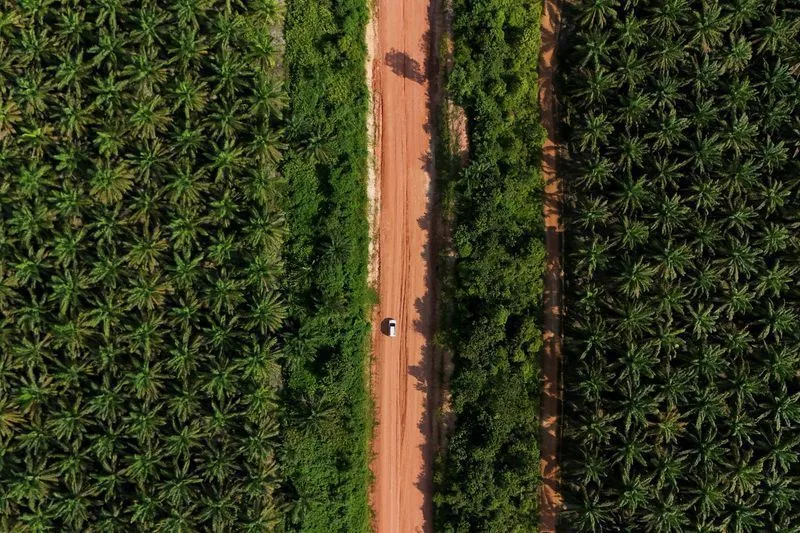 Indonesia ordena investigación a 300 empresas de aceite de palma por fijación de precios