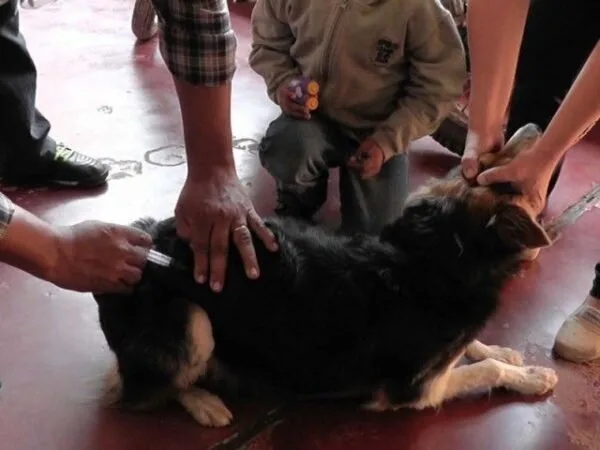 Inicia en San Salvador de Jujuy campaña gratuita de vacunación antirrábica para mascotas