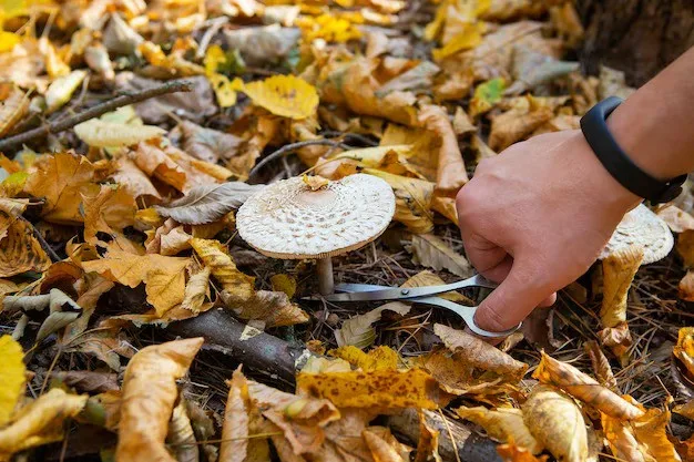 INTA Rama Caída ofrece taller para iniciar cultivo doméstico de hongos comestibles