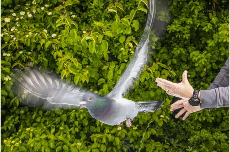 Investigadores revelan cómo las palomas usan su hígado para detectar el campo magnético terrestre