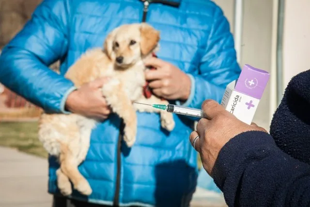 La Municipalidad de Las Heras lanza operativos veterinarios gratuitos en junio