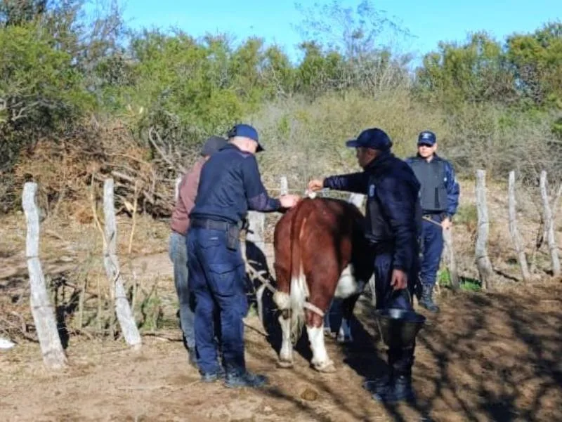 La Policía recuperó ganado robado y desmanteló un punto de marihuana en allanamientos