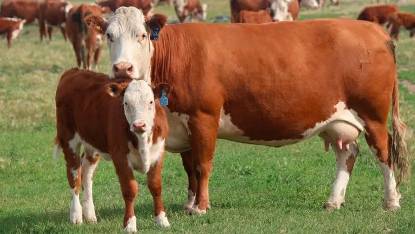 Mendoza impulsa biotecnología para proteger la ganadería del secano frente al cambio climático