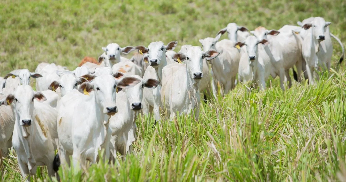 Ministerio de Agricultura fortalece el suministro de vacunas contra clostridiosis para el ganado