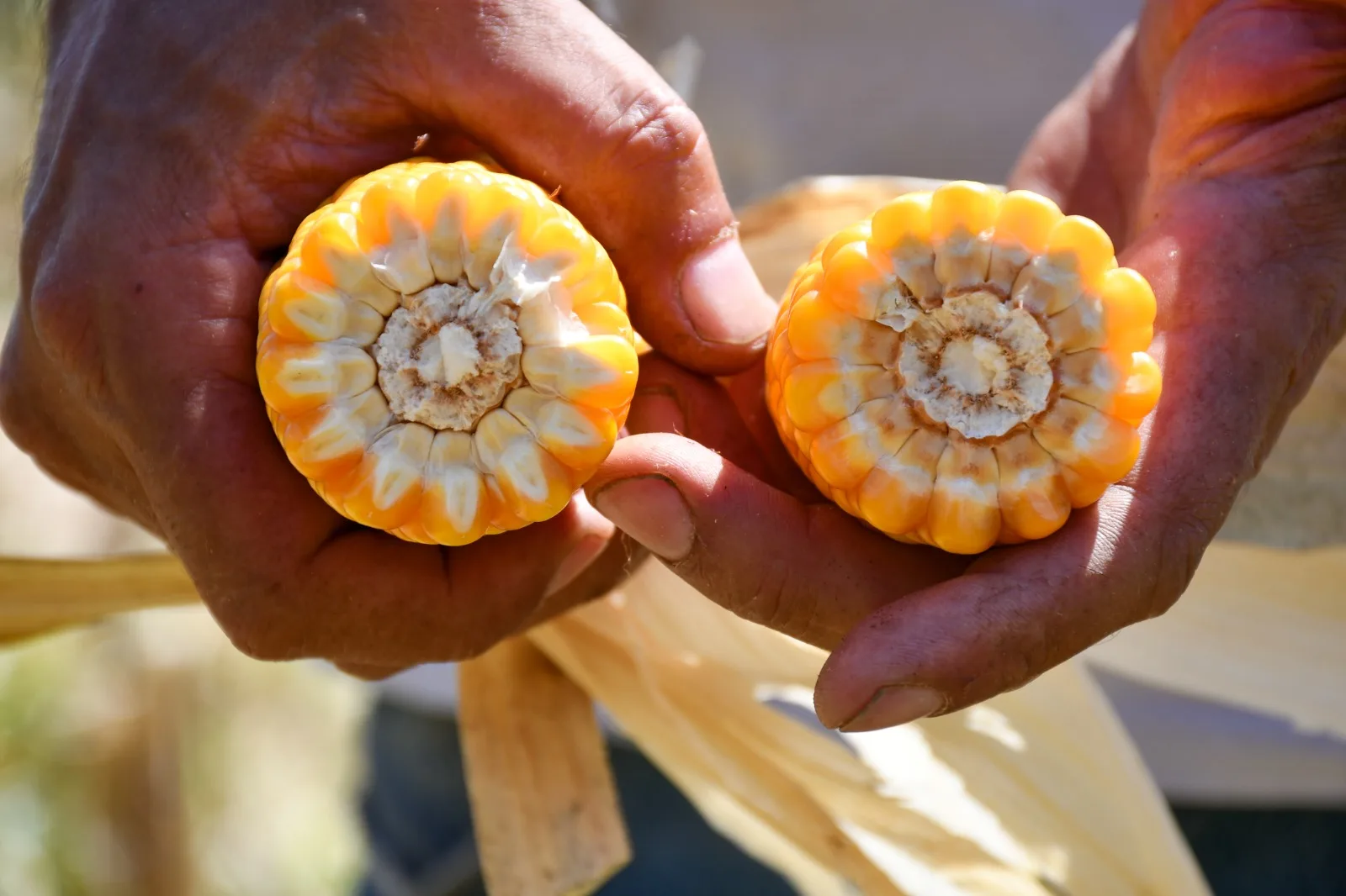 Misiones impulsa la producción local de proteína vegetal para fortalecer la ganadería