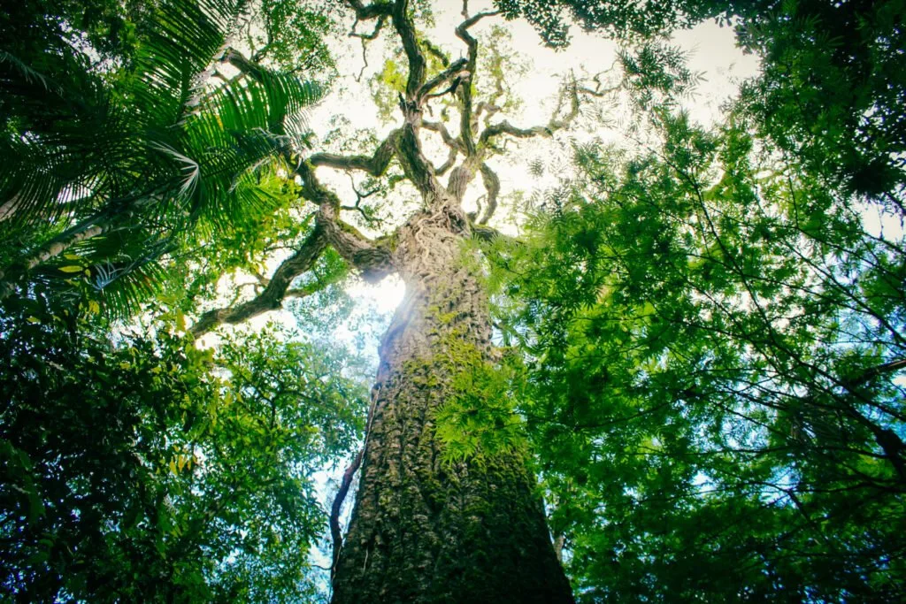 Misiones lanzará su Bono Verde respaldado por certificación internacional y apoyo nacional