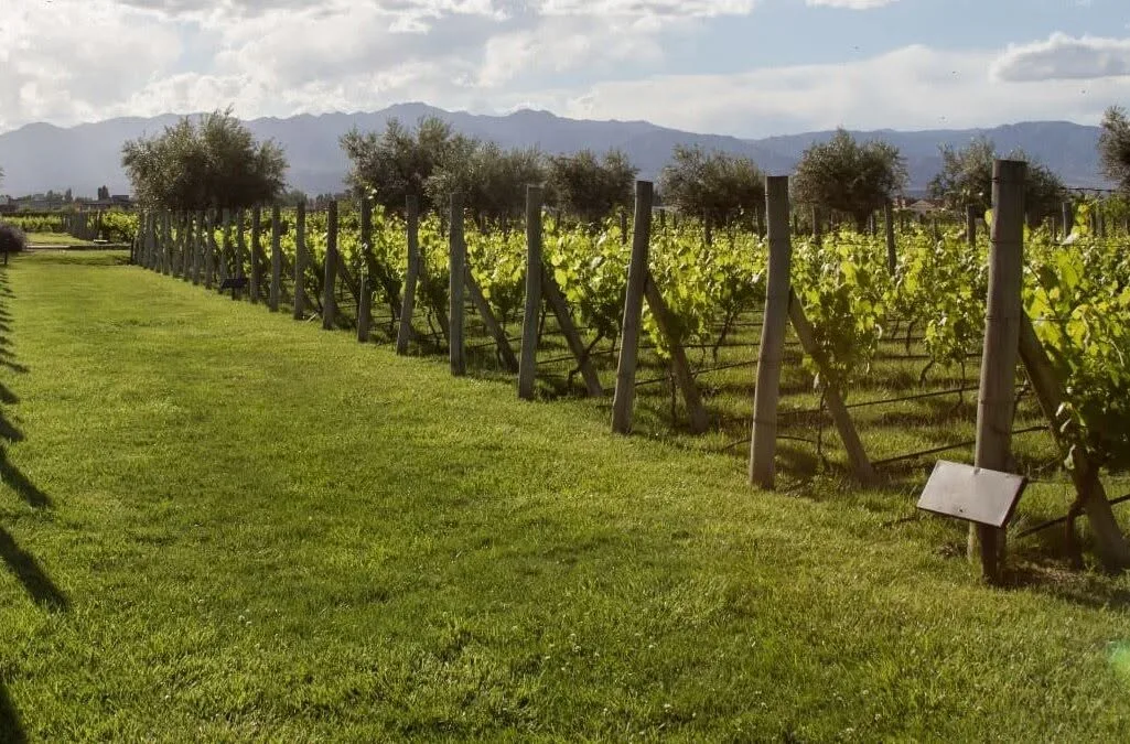 Sur de Mendoza avanza hacia la integración económica con la marca «Oasis Sur