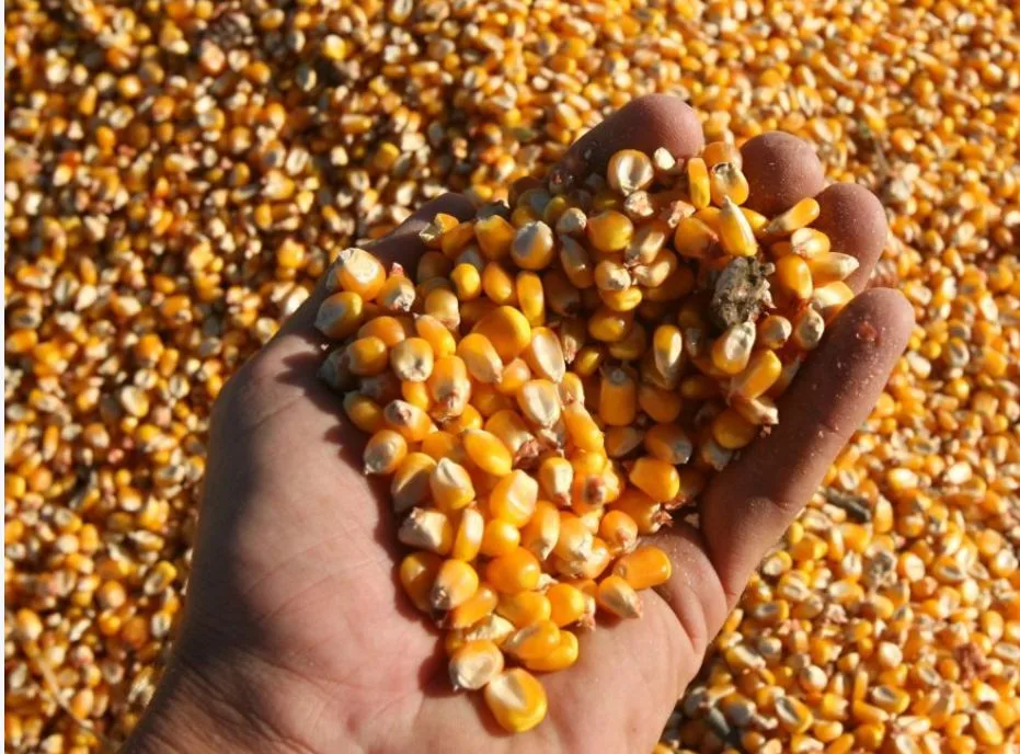 Entre Ríos importa maíz pese a ser gran productor y destino clave para exportaciones