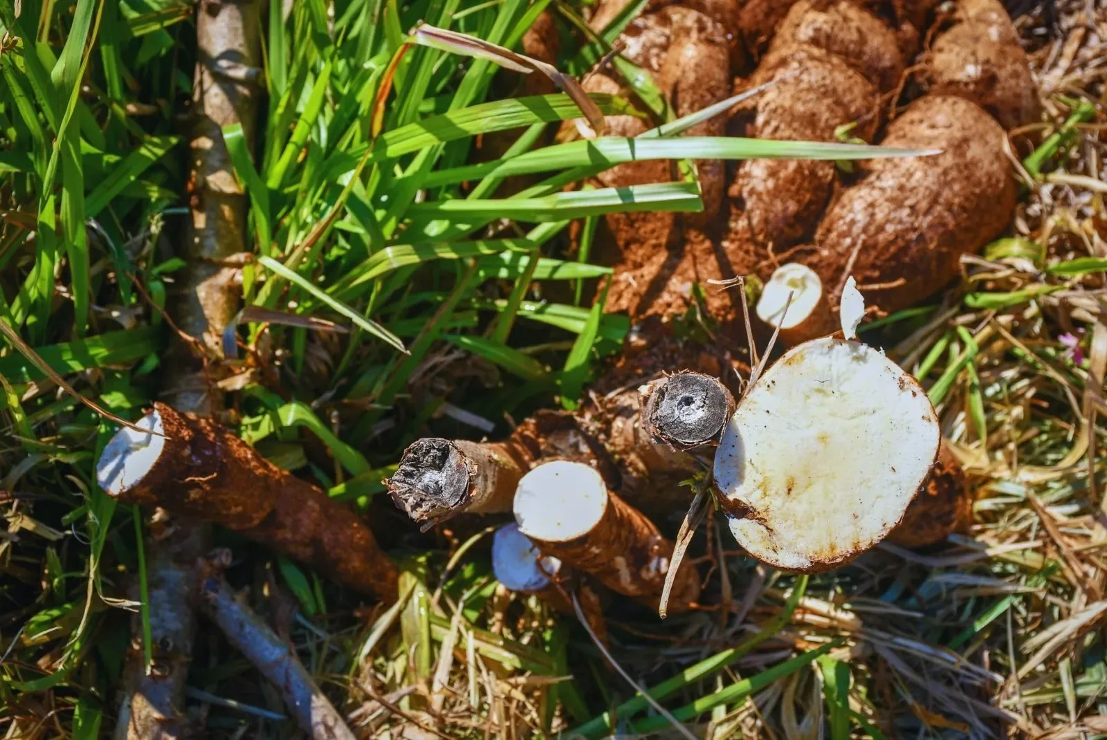 Innovación en Misiones busca anticipar la cosecha de mandioca para Navidad