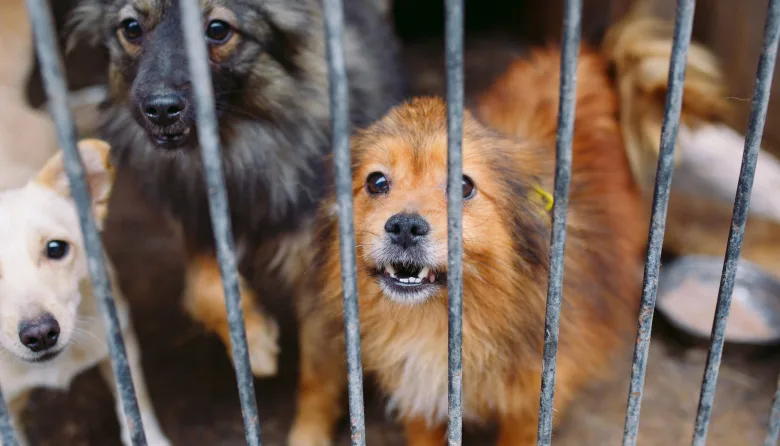 Necochea fortalece la lucha contra el maltrato animal con una nueva ordenanza municipal