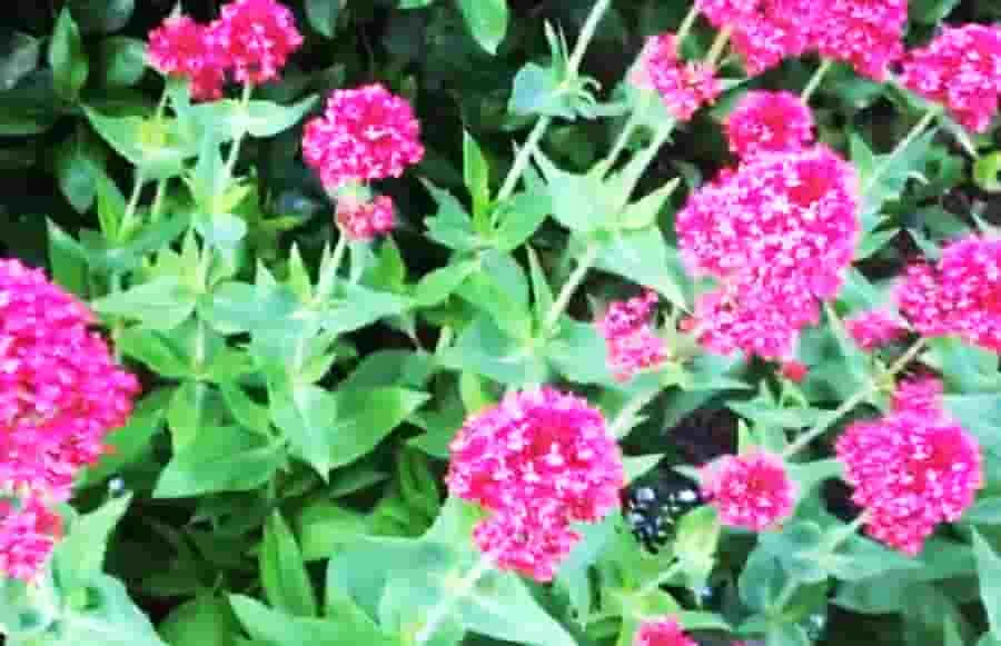 Valeriana, un aliado natural para el insomnio y la ansiedad desde la antigüedad